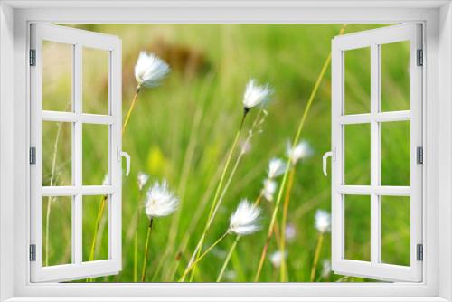 Fototapeta Naklejka Na Ścianę Okno 3D - Beautiful  wild cotton flowers