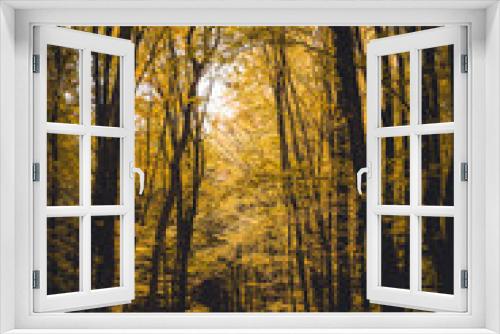 Fototapeta Naklejka Na Ścianę Okno 3D - Beautiful day in a misty autumn forest in the background. Fall, autumn colorful leaves, beech tree. Landscape scene from nature, Moravian-Silesian Beskids, Czech Republic