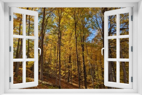 Fototapeta Naklejka Na Ścianę Okno 3D - Fall Colors in the Woods