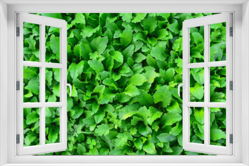 Fototapeta Naklejka Na Ścianę Okno 3D - 
Green pattern of green leaves of grass,
초록색 풀잎들의 그린패턴