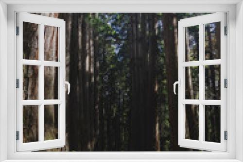 Fototapeta Naklejka Na Ścianę Okno 3D - 戸隠神社　奥社へ続く巨大な杉並木