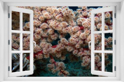 Fototapeta Naklejka Na Ścianę Okno 3D - A Siphonogorgia godeffroyi soft coral Boracay Island Philippines