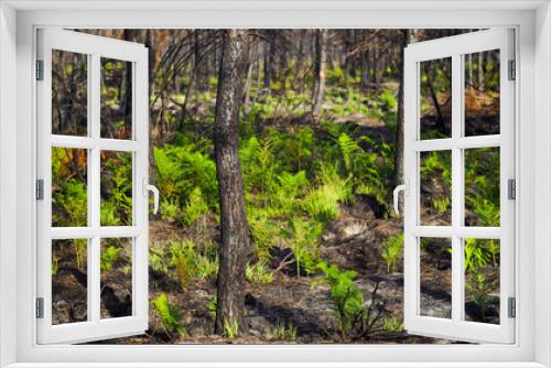 Fototapeta Naklejka Na Ścianę Okno 3D - Forêt des Landes de Gascogne, calcinée après le passage des incendies de l'été 2022, à proximité de Landiras
