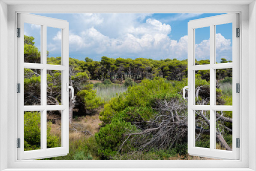 Fototapeta Naklejka Na Ścianę Okno 3D - Strofilia forest view from beach near Kaiafas lake, Peloponnese