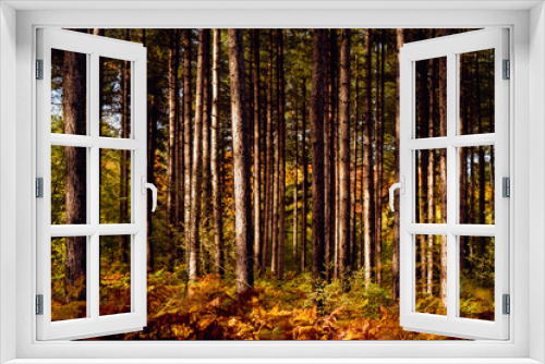 Fototapeta Naklejka Na Ścianę Okno 3D - Woodland Scene - Sherwood Forest, England