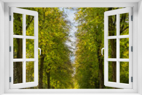 Fototapeta Naklejka Na Ścianę Okno 3D - an Aestheticall pleasing straight line of trees in an autumn fall woodland with changing colors and leaves on the grassy floor. The trees form a pretty path for walkers to ramble through
