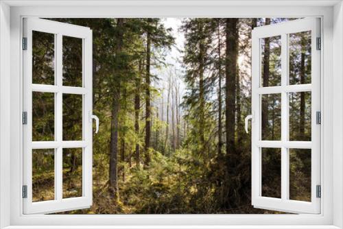 Fototapeta Naklejka Na Ścianę Okno 3D - Amazing fir forest in Tatra Nature reserve  next to Zakopane