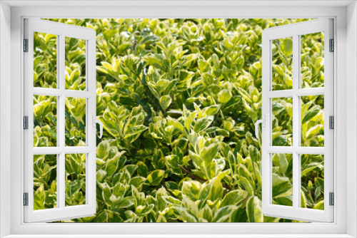 Fototapeta Naklejka Na Ścianę Okno 3D - Green close-up bush leaves