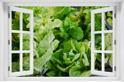 Fototapeta Naklejka Na Ścianę Okno 3D - Cabbage seedling. Hothouse farm. Natural gardening. Lettuce leaves in ground in plank greenhouse daylight.