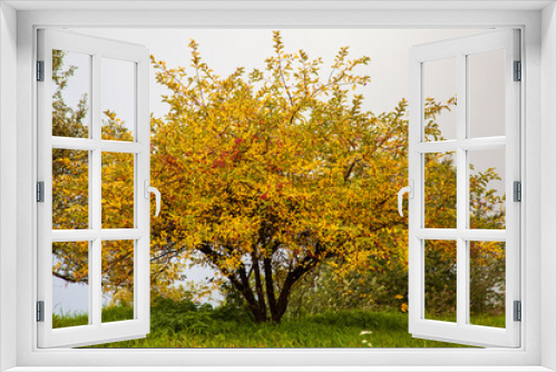 Fototapeta Naklejka Na Ścianę Okno 3D - Herbstfärbung im Laub, Blätterfärbung