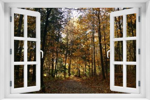 Fototapeta Naklejka Na Ścianę Okno 3D - Colorful golden trees on a sunny autumn day