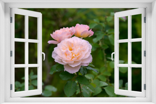 Fototapeta Naklejka Na Ścianę Okno 3D - Rose Garden in the Rain