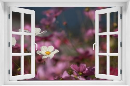 Fototapeta Naklejka Na Ścianę Okno 3D - 満開のコスモス畑で咲く白いコスモス