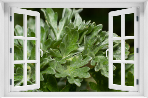 Fototapeta Naklejka Na Ścianę Okno 3D - Wormwood green grey leaves background. Artemisia absinthium absinthium, absinthe wormwood green gray plant, close up macro, top view