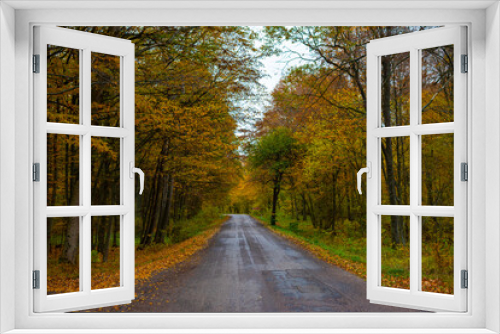 Fototapeta Naklejka Na Ścianę Okno 3D - Asphalt road in the dazzling beauty of autumn colors.