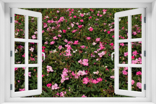 Fototapeta Naklejka Na Ścianę Okno 3D - Amazing colorful Spring flowers in view