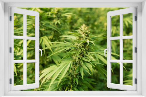 Fototapeta Naklejka Na Ścianę Okno 3D - Blooming ripe Marijuana with Buds and green Leaves. Organic Cannabis Sativa Female Plants with CBD