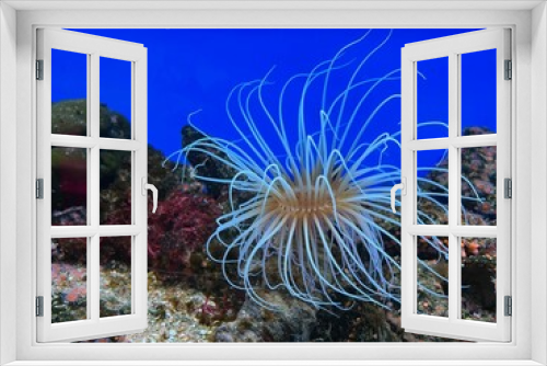 Fototapeta Naklejka Na Ścianę Okno 3D - Beautiful tropical sea anemone in clean aquarium