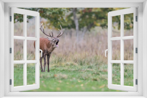 Fototapeta Naklejka Na Ścianę Okno 3D - The roar, deer male in the wild (Cervus elaphus)