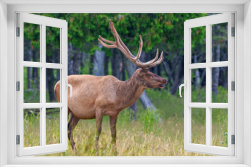 Fototapeta Naklejka Na Ścianę Okno 3D - Elk Photo and Image. Male bugling in the field with a blur forest background in its environment and habitat surrounding, displaying antlers and brown coat fur.