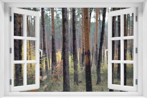 Fototapeta Naklejka Na Ścianę Okno 3D - trunks of coniferous trees against the background of an autumn forest in cloudy weather, natural natural ecological background of the forest, sustainable development, yellow birch trees, pine trunks 