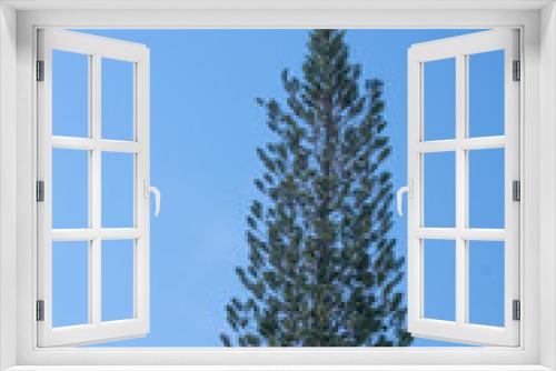 Fototapeta Naklejka Na Ścianę Okno 3D - beauty green pine tree growing in natural park. Isolated on blue sky background. symbol of christmas holiday.