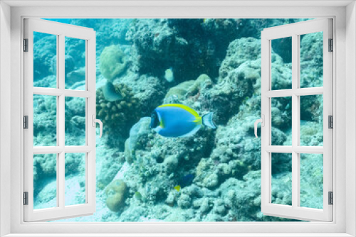 Fototapeta Naklejka Na Ścianę Okno 3D - Colorful corals and small exotic fishes in the depths of the Indian ocean, Maldive islands, travel concept