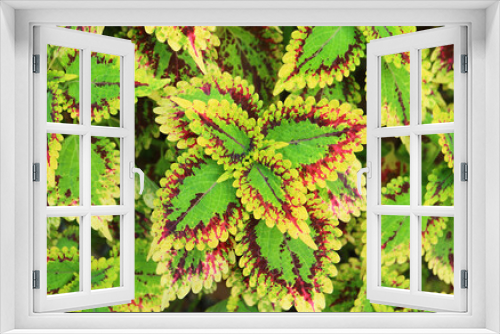 Fototapeta Naklejka Na Ścianę Okno 3D - Closeup of Vibrant Variegated Leaves of Painted Nettle or Coleus Plant in the Garden