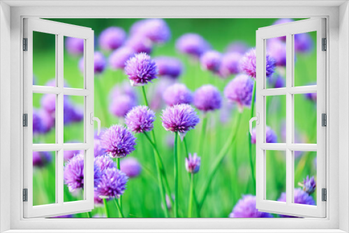 Fototapeta Naklejka Na Ścianę Okno 3D - Blooming plant Allium