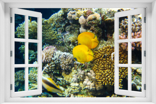 Fototapeta Naklejka Na Ścianę Okno 3D - Chaetodon fasciatus or Butterfly fish in the expanses of the coral reef of the Red Sea, Sharm El Sheikh, Egypt