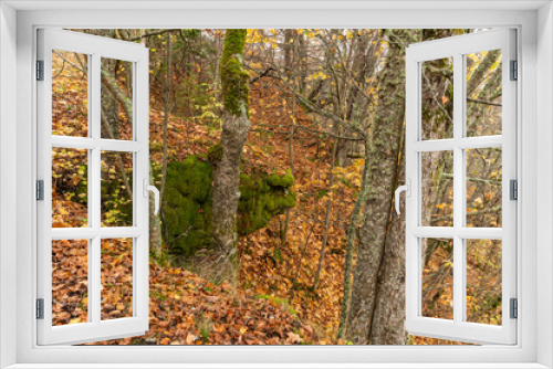 Fototapeta Naklejka Na Ścianę Okno 3D - limestone in autumn forest