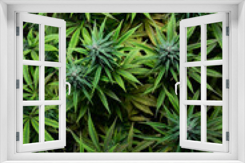 Fototapeta Naklejka Na Ścianę Okno 3D - marijuana plant