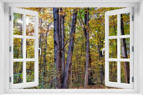 Fototapeta Naklejka Na Ścianę Okno 3D - Sun Shining Through Colorful Autumn Forest Trees