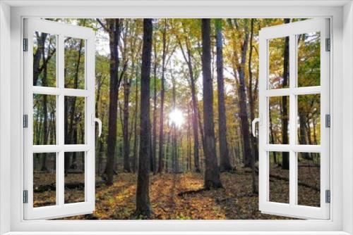 Fototapeta Naklejka Na Ścianę Okno 3D - Radiant Sunlight Through Autumn Forest Trees