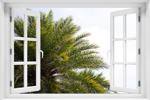 Fototapeta Naklejka Na Ścianę Okno 3D - Date palm with blue sky