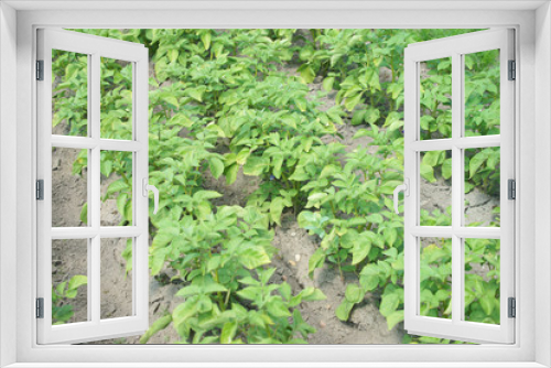 Fototapeta Naklejka Na Ścianę Okno 3D - Kartoffelpflanze im Garten