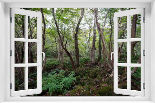 Fototapeta Naklejka Na Ścianę Okno 3D - old trees in wild forest