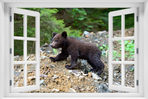 Fototapeta Naklejka Na Ścianę Okno 3D - little Bear