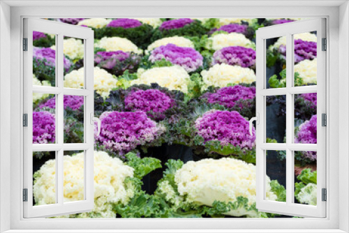 Fototapeta Naklejka Na Ścianę Okno 3D - Rows of flowers growing in a large industrial greenhouse. Industrial agriculture. Decorative cabbage. Rows of colorful ornamental cabbages. Close up