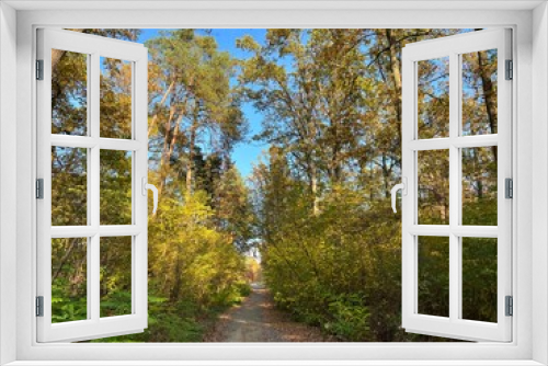 Fototapeta Naklejka Na Ścianę Okno 3D - las w  Świętokrzyskim ,  wycinka lasu , wycinanie lasu ,
drzewa w lesie , drewno , drzewo w lesie , jesień w lesie  lasy Golejowskie  , 
