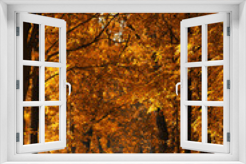 Fototapeta Naklejka Na Ścianę Okno 3D - Empty country road with golden autumn acorn trees on sides, yellow fall foliage at sunny morning