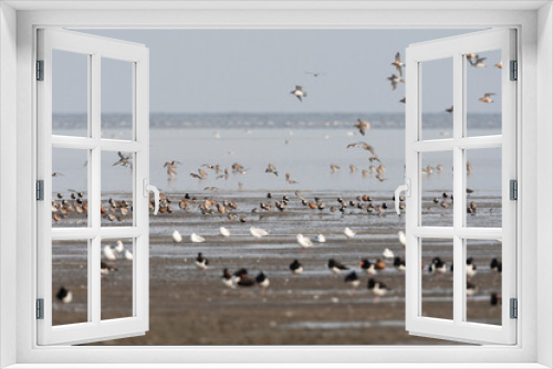 Fototapeta Naklejka Na Ścianę Okno 3D - Vogels op Waddenzee, Birds at Wadden Sea