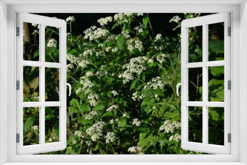 Fototapeta Naklejka Na Ścianę Okno 3D - White patrinia ( Patrinia villosa ) flowers. Valerianaceae perennial medicinal plants.
Many white flowers are borne on the cymes from August to October.