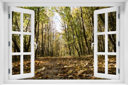Fototapeta Naklejka Na Ścianę Okno 3D - autumn nature in a czech countryside landscape and forest