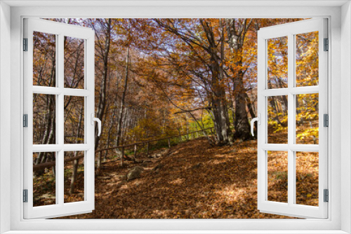 Fototapeta Naklejka Na Ścianę Okno 3D - Jesienny las 
