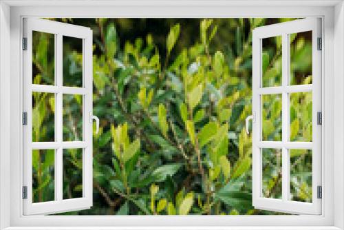 Fototapeta Naklejka Na Ścianę Okno 3D - Close-up of bright wet young green foliage of boxwood Buxus sempervirens as perfect backdrop for any natural theme. Detail of green buxus sempervirens shrub, branches with leaves