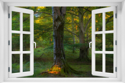 Fototapeta Naklejka Na Ścianę Okno 3D - Lakeland Woods