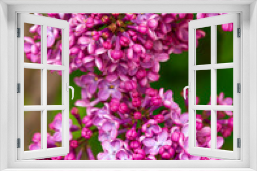 Fototapeta Naklejka Na Ścianę Okno 3D - Spring bloom. Syringa flower. Lilac flower. Garden bloom.