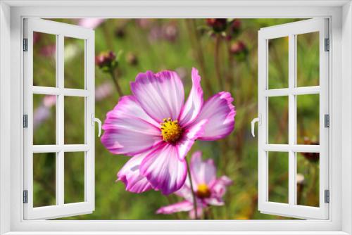 Fototapeta Naklejka Na Ścianę Okno 3D - Letnie kwitnące kwiaty na polnej łące kwiatowej