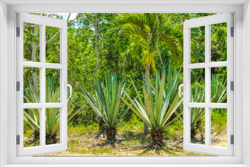 Fototapeta Naklejka Na Ścianę Okno 3D - Caribbean beach fir palm trees in jungle forest nature Mexico.